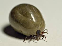 I'm very anxious that i should take her. Engorged Tick Ixodes Bugguide Net