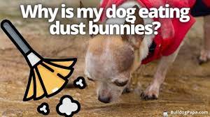 Why Is My Dog Eating Dust Bunnies Bulldogpapa