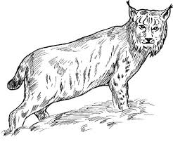 Eurasian Lynx Bobcat Coloring Pages Best Place To Color Eurasian Lynx Coloring Pages Lynx