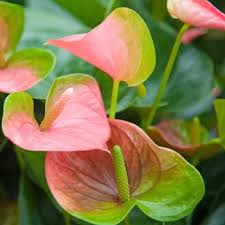 Artificial flowers are in different qualities, and quality has a huge affect on price. Buy Anthurium Plant Tricolor Online At Cheap Price On Plantsguru Com