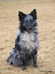 Find a mudi puppy from reputable breeders near you and nationwide. Mudi Dog