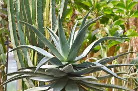 Que faire en cas de pourriture sur cactus et plantes grasses. Differencier Aloe Et Agave Les Jardins Du Gue