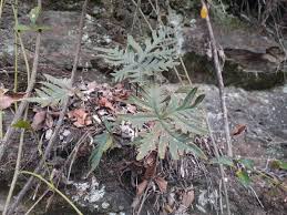 Image result for Doryopteris concolor