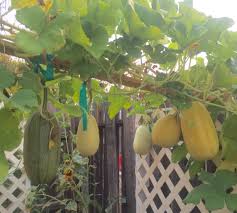 Can zucchini and yellow squash cross pollinate. Spaghetti Squash 2 Possibly Cross Pollinated Either With Zucchini Or Watermelon Spaghetti Squash Pollination Zucchini