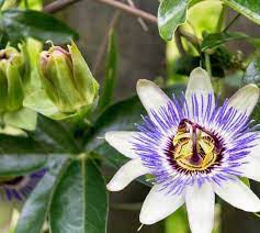 Passiflora Caerulea Shrub And Vine Seeds Blue Passion Flower Bluecrown Passionflower Common Passion Flower Price Per 1 Packet Tree Seeds Flower Seeds Blue Passion Flower