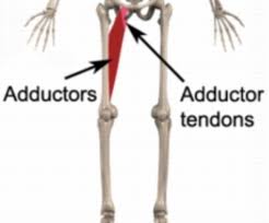 My right leg, lower back and bottom area was hurting for awhile, and i had chalked it up to a roller derby injury. How To Treat Adductor Tendonitis The Art Of Manliness