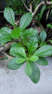 We did not find results for: Anazkia Sur Twitter Godong Opo Iku Kain