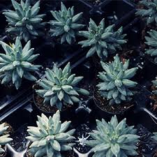 Provides the drainage cacti need to flourish; Amazon Com 10 Quart Hoffman 10404 Organic Cactus And Succulent Soil Mixed Potting Soil For Outdoor And Indoor Plants Tropical Perennial Cactus Aloe Soil Bundled With Pearson S Garden Gloves Garden Outdoor