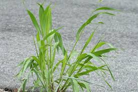 Image result for Setaria kagerensis