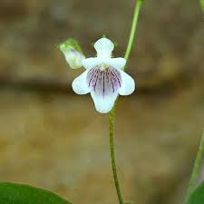 Image result for Streptocarpus erubescens