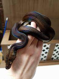 Golden Child Reticulated Python Pet Snake Snake Breeds Pretty Snakes