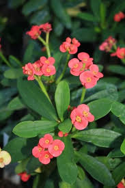 Image result for Euphorbia chevalieri