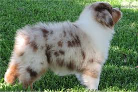 Yorkshire terrier dachshund beagle australian shepherd boston terrier border collie. Australian Shepherd Puppies For Sale In Texas All You Need Infos