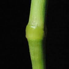 Image result for Leptocarydion vulpiastrum