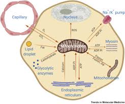Mitochondria are enclosed by two membranes—a smooth outer membrane and a markedly folded or tubular inner mitochondrial membrane, which has a large abnormal death of cells due to the dysfunction of mitochondria can affect the function of organ. Visualizing Mitochondrial Form And Function Within The Cell Sciencedirect