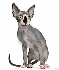 Pin By Corrine Sea On Sphynx Sphynx Cat Cats And Kittens Sphinx Cat