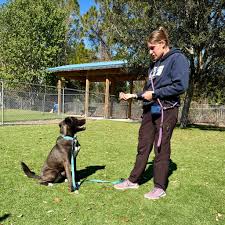 Did you know dogs waiting for homes at Halifax Humane Society receive three walks in addition to a one-on-one training session every day, seven days a week? Our premise is simple: teach