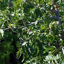 Image result for Schotia capitata