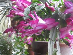 This guide also applies to thanksgiving and easter cacti, as long as you tweak the schedule to accommodate for the different. November Brilliance The Thanksgiving Cactus Schlumbergera Truncate Kevin Lee Jacobs