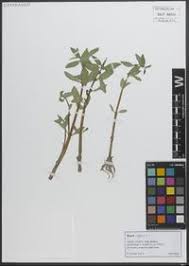 Image result for Bergia capensis