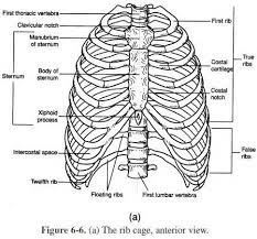 Kids Black And White Human Rib Worsheet Lpn To Rn Programs Skeletal System Human Ribs