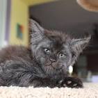 Maine Ideal kittens for sale — Maine Ideal Kittens * Classy ...