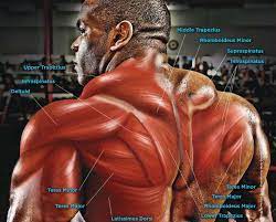 Despite their similar names, teres major has. The Anatomy Of The Back Muscles Bodybuilding Wizard