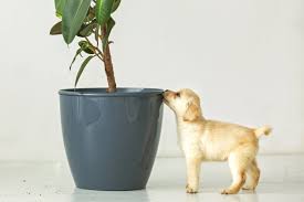 But be careful if you have children eating only a meager amount of this toxic flower can be dangerous. 16 Poisonous Plants For Dogs Plants Toxic To Dogs