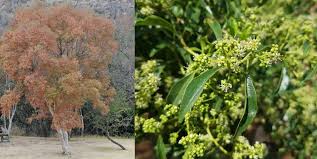 Image result for Heteropyxis natalensis