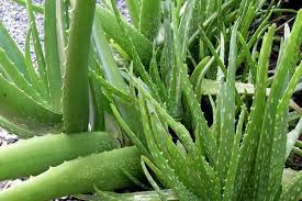 Lidah buaya layak disebut sebagai tanaman herbal karena mengandung sekitar 75 jenis zat yang bermanfaat dan kurang lebih sekitar 200 senyawa lain yang sangat berkhasiat. Lidah Buaya Mampu Serap Senyawa Berbahaya Satu Harapan