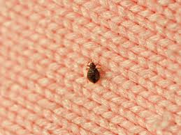 If you run into any bed bug issues outside your home, consider using home and perimeter insect control. How To Treat Bed Bugs In Furniture