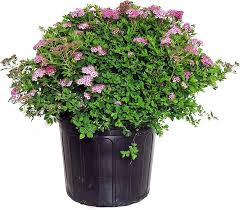 Image result for Spiraea japonica ´Little Princess