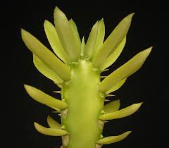 Image result for Euphorbia persistentifolia