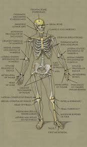 Bones And Surface Landmarks Classic Human Anatomy In Motion The Artist S Guide To The Dynamics Of Figure Drawing