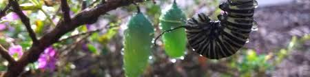 Deltona, fl business services disinfecting and pest control services pest control. Rachel Atkinson Exterminator Aaron Pest Control Linkedin