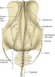 Related posts of human back bone chart. Vertebral Column An Overview Sciencedirect Topics