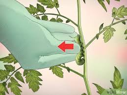 A single green horned tomato worm can consume all of a plant's leaves in a very short period of time. 3 Ways To Kill Tomato Worms Wikihow