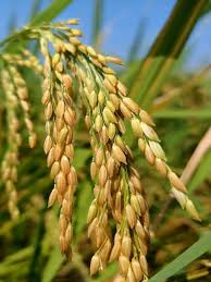 Image result for Oryza