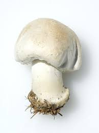 Una la suprafață și alta în pământ. CiupercÄ De BÄlegar Avantaje Ro De 20 De Ani Pretuieste Femei Ca Tine