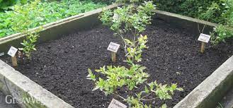 Some additional acid loving landscape plants. Make An Ericaceous Soil Bed For Acid Loving Fruits