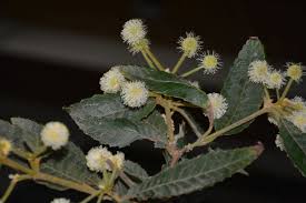 Image result for Callicoma