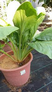Tanaman sawi putih ini dapat ditanam pada media tanam apapun, mulai dari lahan pertanian langsung, di dalam pot dan atau di polybag. Terasa Nak Masak Sayur Sawi Petik Je Beberapa Helai Mudahkan Sebelum Tu Hadam Cara Nak Tanamnya Keluarga