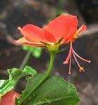 Image result for Hibiscus rhabdotospermus