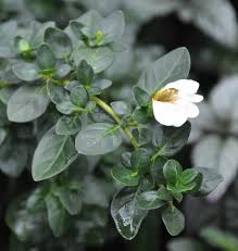 Image result for Sclerochiton vogelii