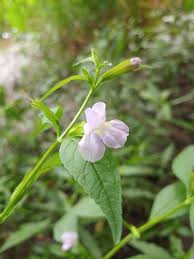 Image result for Mimulus gracilis