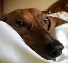 Check out some dainty suggestions for female poodles that cross over nicely for any adorable pooch. 110 Girl Dog Names With Meaning The Paws