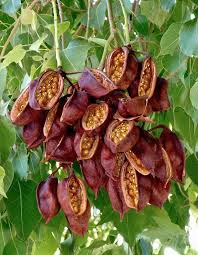 Image result for Brachychiton