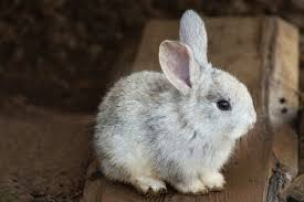 Comment Laver Un Lapin Adc