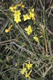 Image result for Jasminum breviflorum