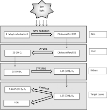 Braegger c, campoy c, colomb v, et al. Vitamin D And Human Reproduction Intechopen